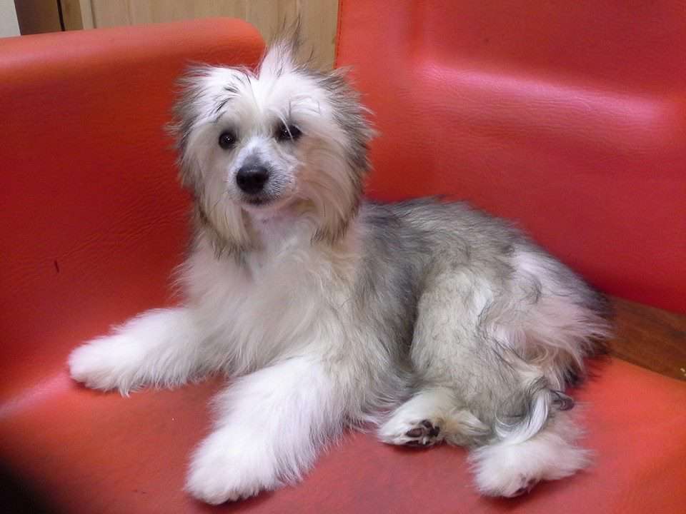 Kinu Arkliukas Astorija Angels Flying