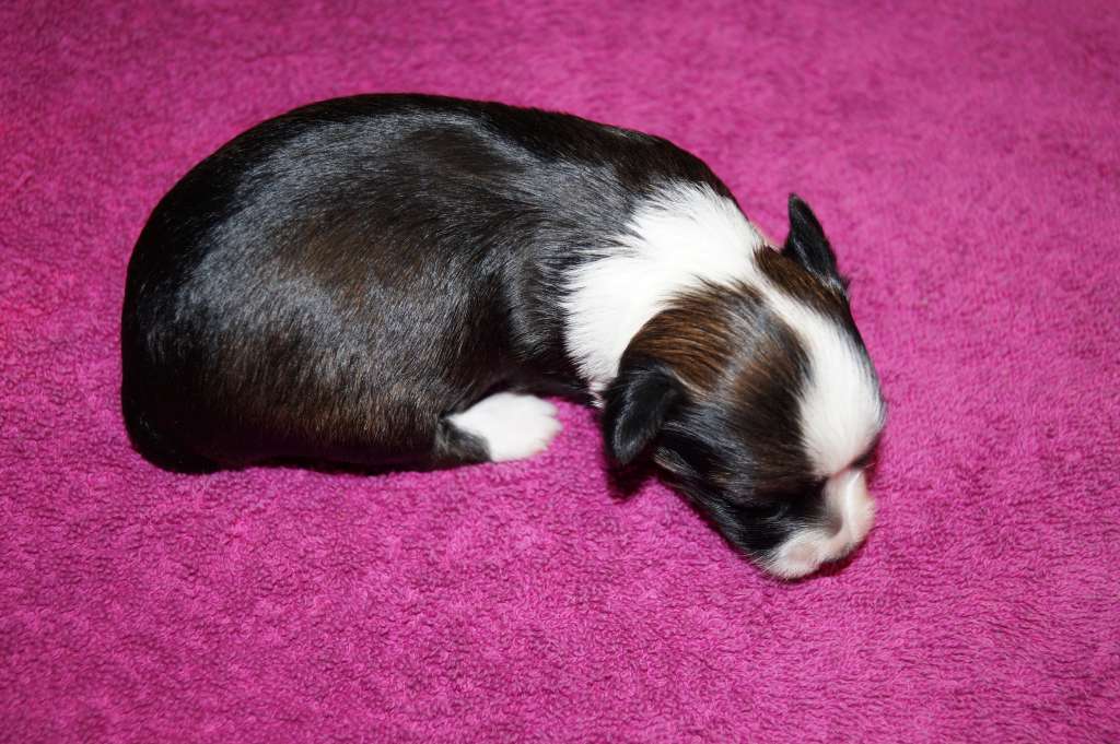 Sun Dan Finnish Brand