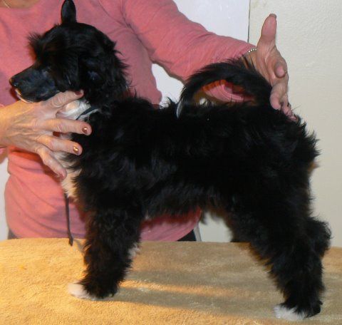 Evergreen The Haunting Of Camelot