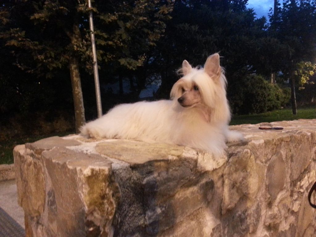 Ch. Moon River Della Castafiore