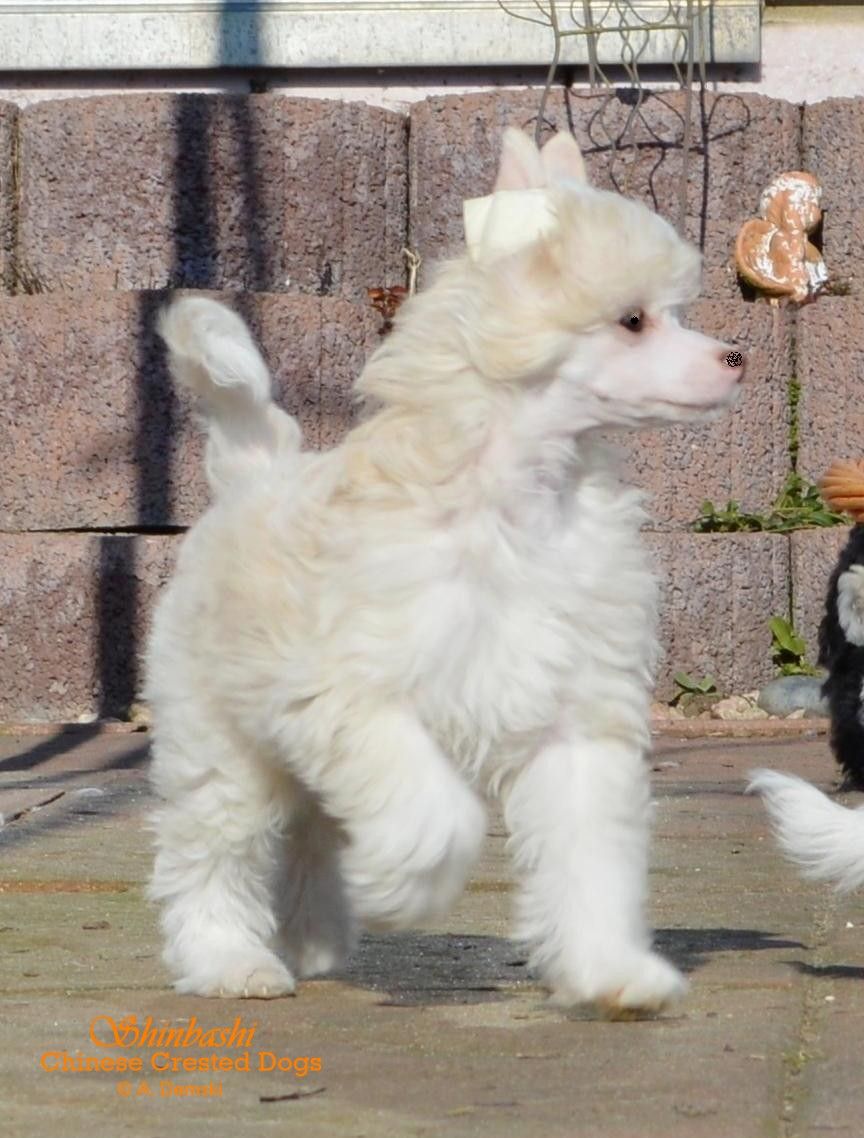 Yabeat von Shinbashi