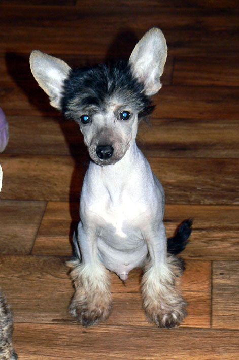 Zholesk Carbon Diamond Stars Acro