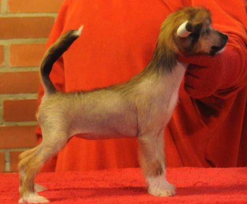 Sasquehanna (FCI) Sosenka