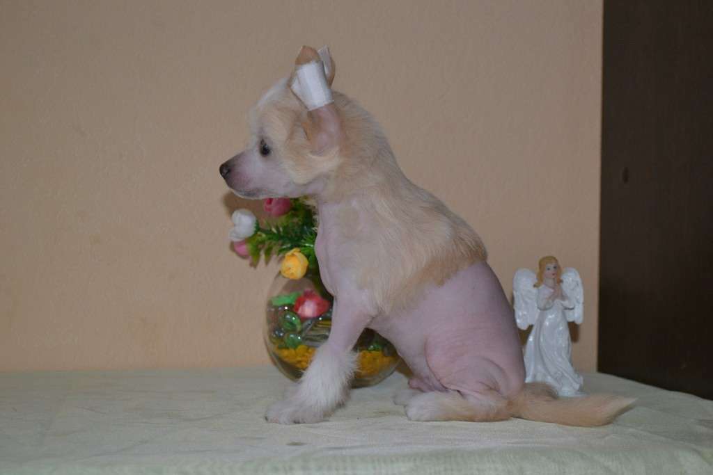 Cheyz solntse egipta