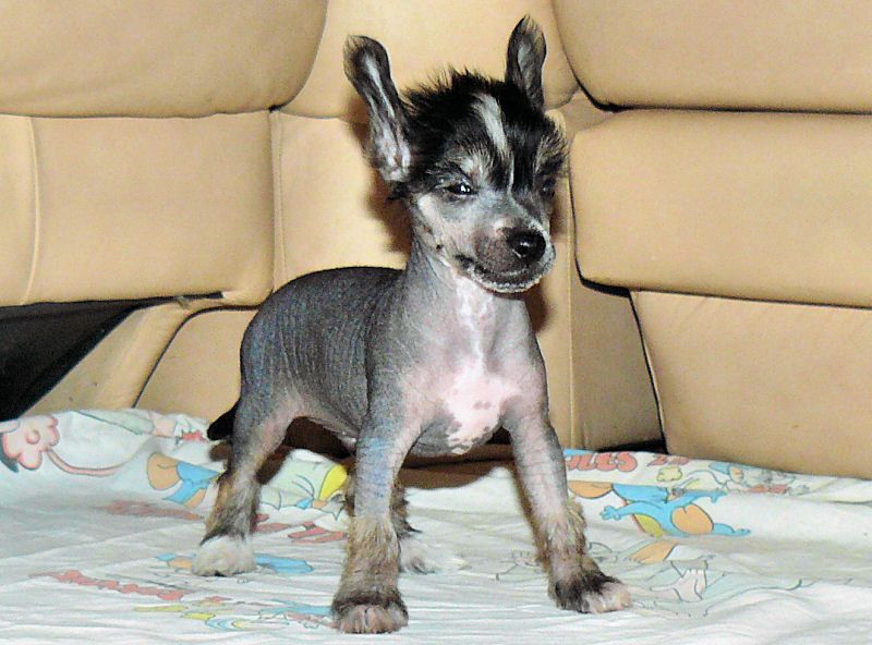 Hyrkan IV Nadobnisie i koczkodany