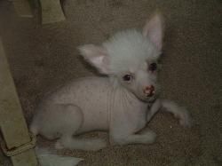 Shambhala's China Doll