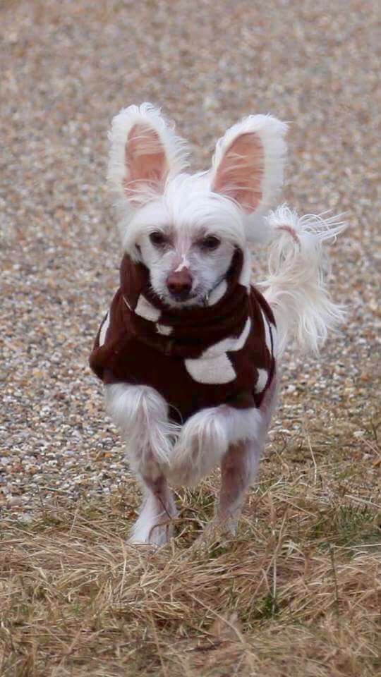 Taijan Dreamer Nullnullsieben