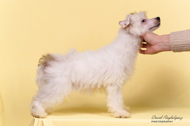 Ideal iz Sozvezdiya Khana