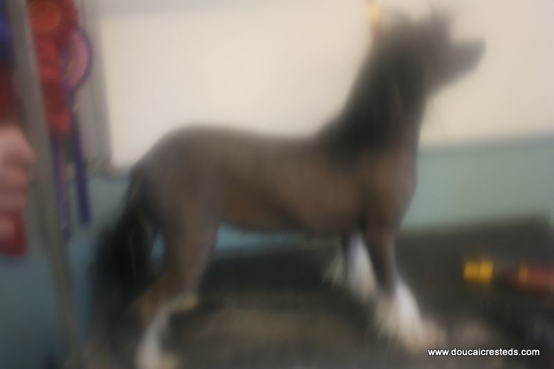 Doucai's Hyper Hyper Hysteria