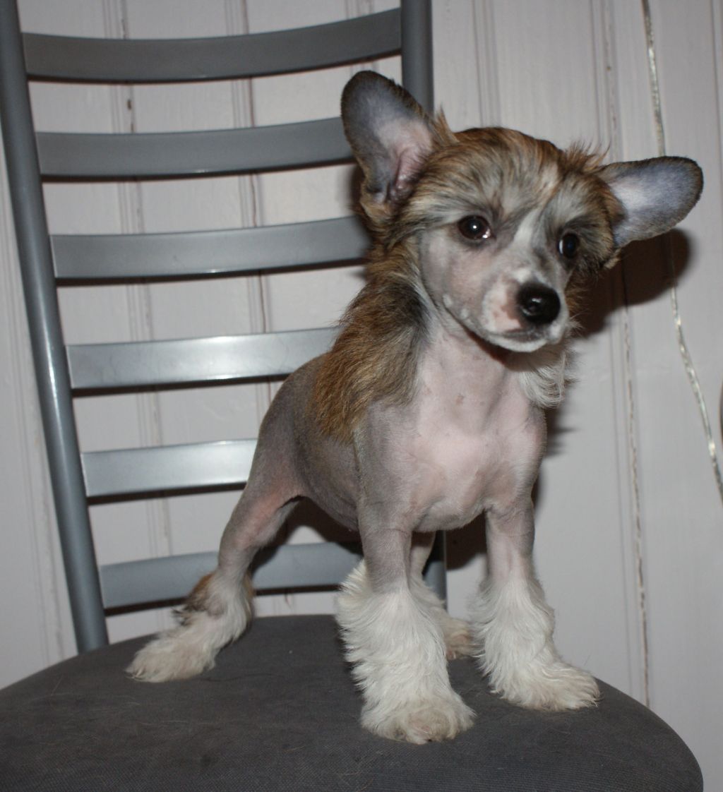 Crested Spots Alma Alarma