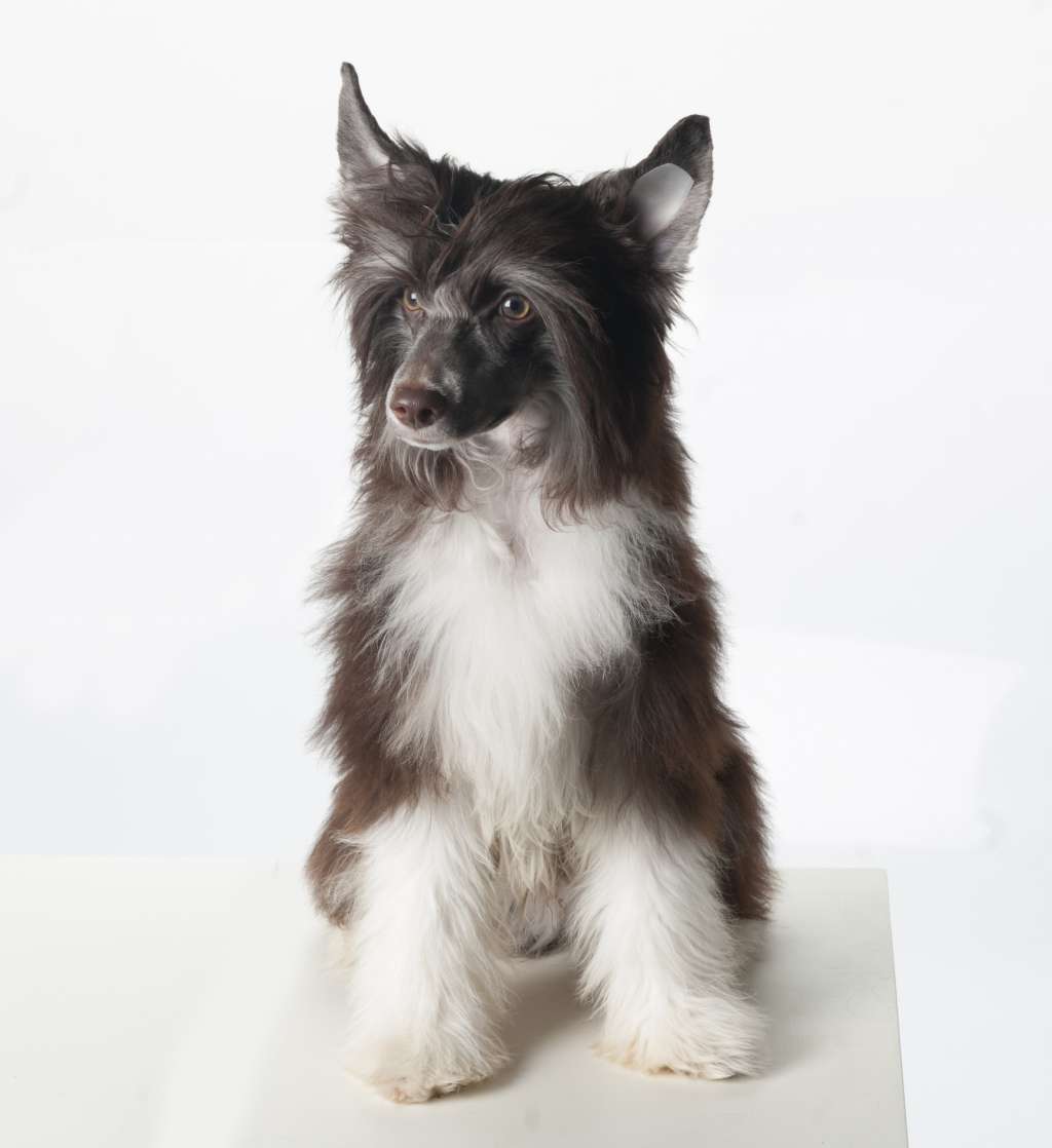 Muso Grazioso Simon Beloved by All