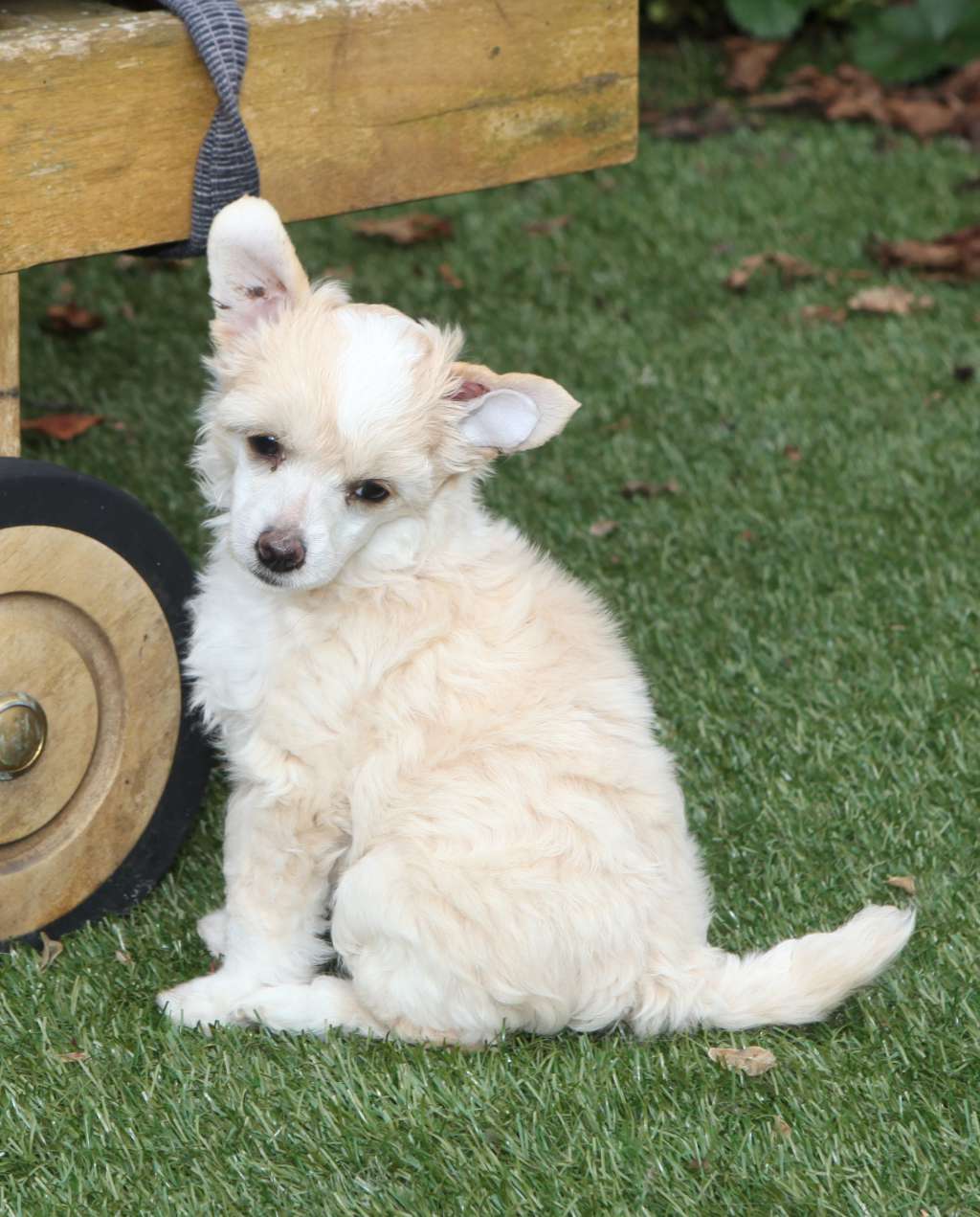 Narilla From China with love