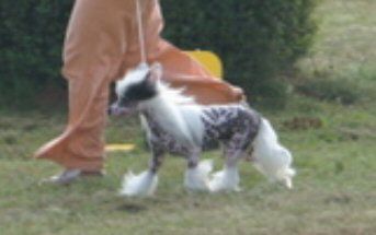 Monte Christo Amitycja