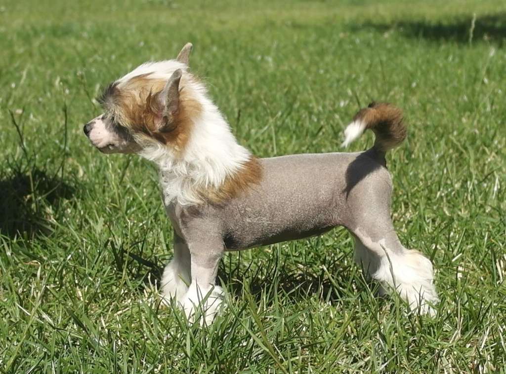 Mano Ponis Bellissimo