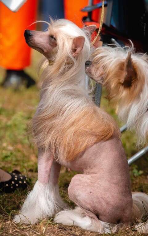 Ognenny Lotos Yablochnaya Liya