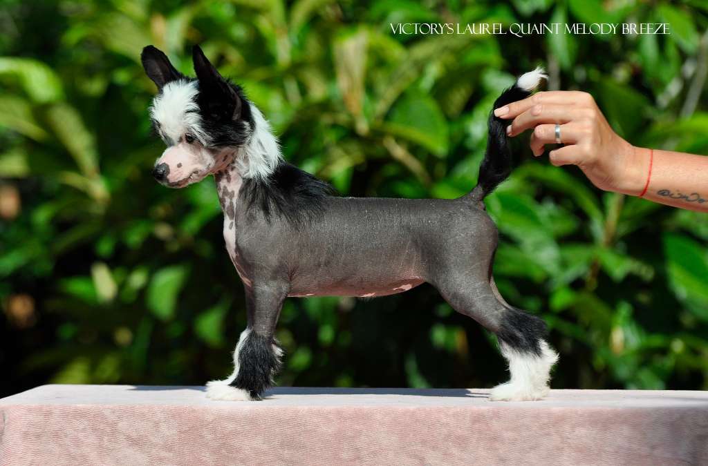 Victory's Laurel Quaint Melody Breeze