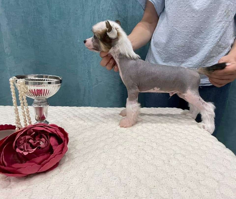 Ilatani Style Manhattan