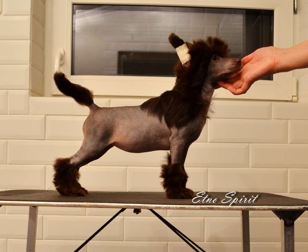 Etno Spirit  Vice Versa