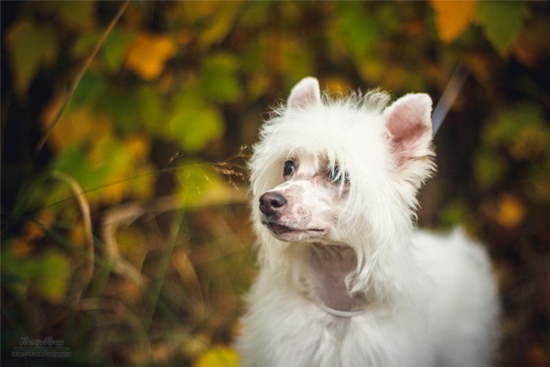 Star Dynasty Angelic Beauty