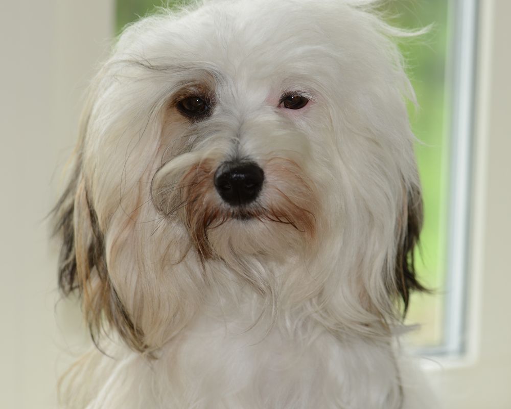 Sunstreaker Master of Disguise