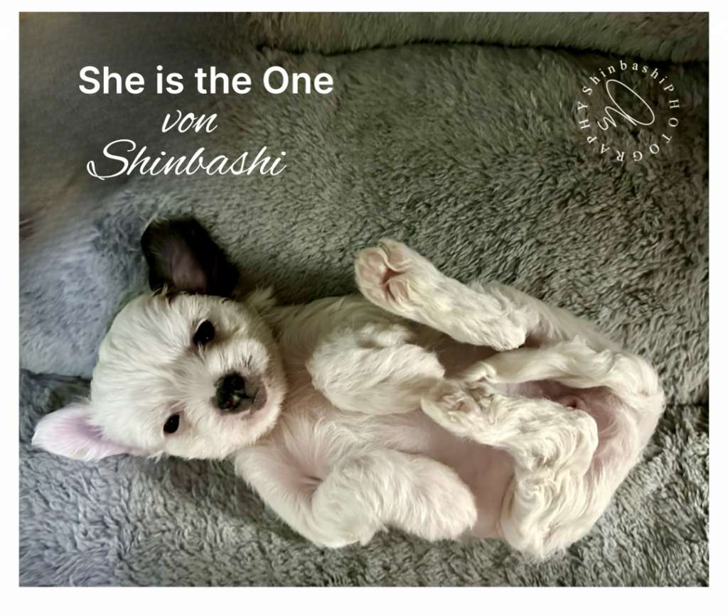 She Is The One von Shinbashi