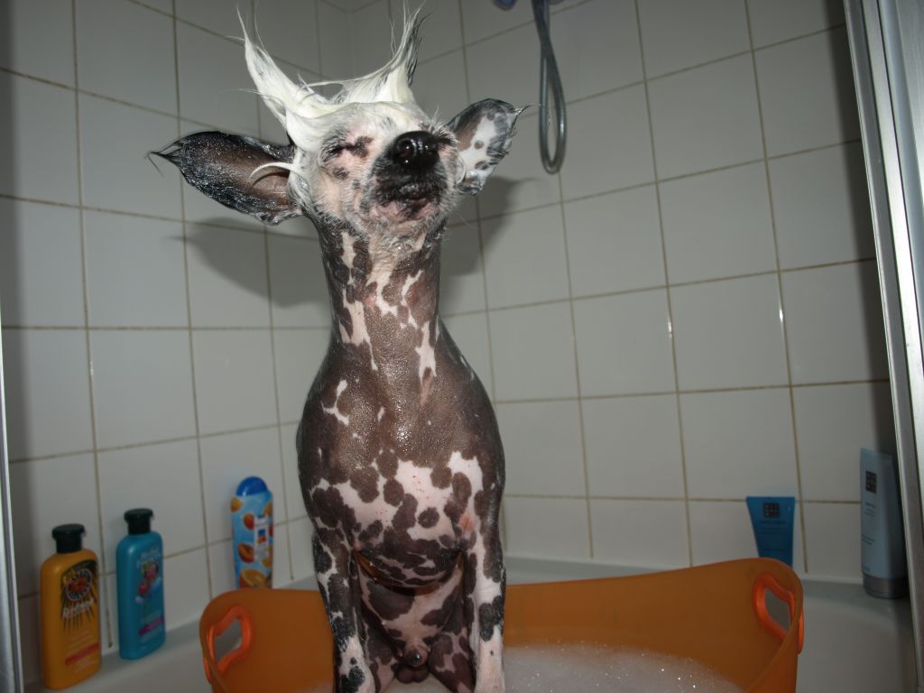 Silver-Moon of Charley's Generation