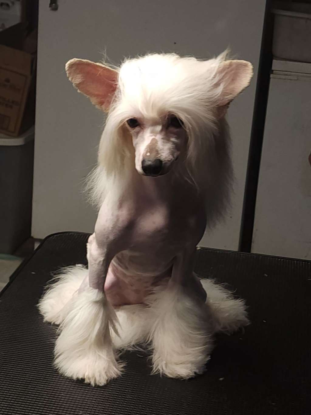 Tri-lovin's Send In The Clowns