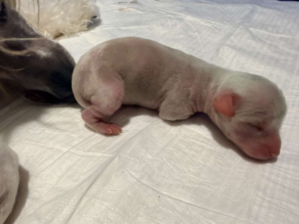 British Queen Royal Cassovia