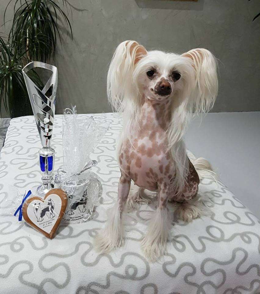 Bijou des Prairies Avokaduh