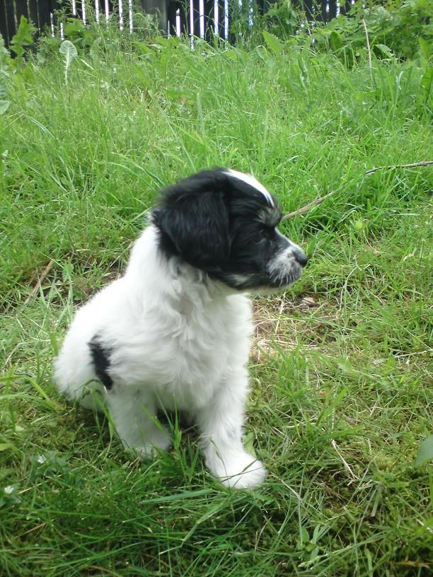 Zödra Gremlins Gordan