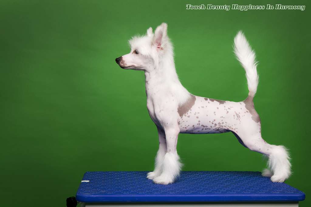 Touch Beauty Happiness in Harmony