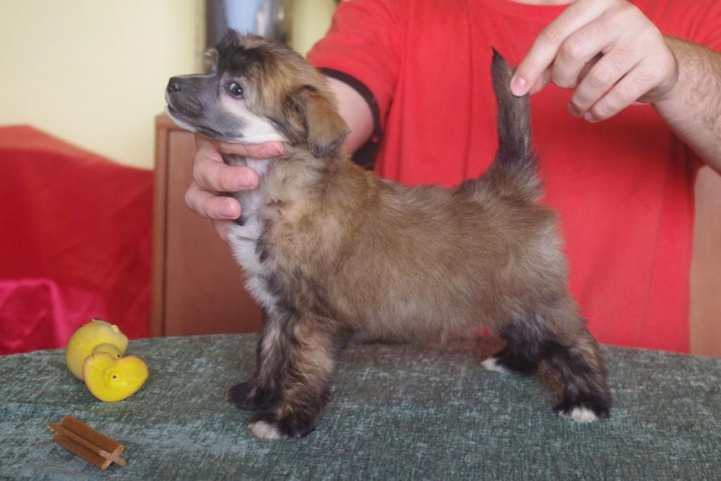 Big Daddy Astarte Gold