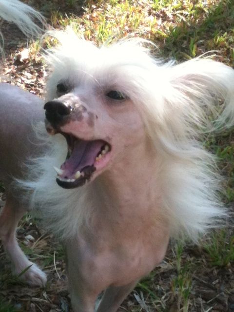 Wumao Northern Nomad