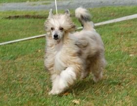 Moelmo's Electric Vibes