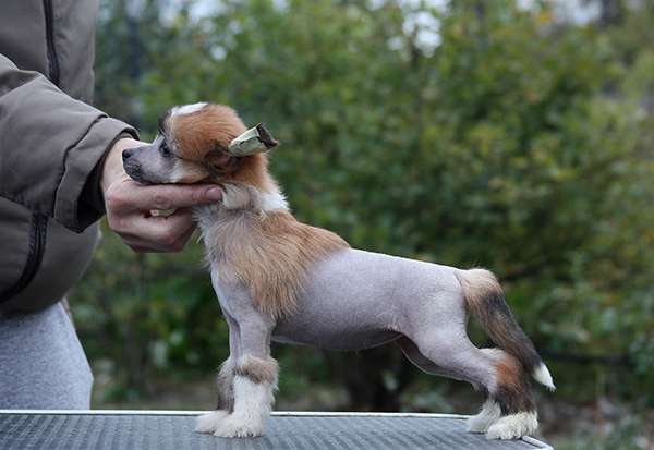 Olegro Katrin Ohra de Luks