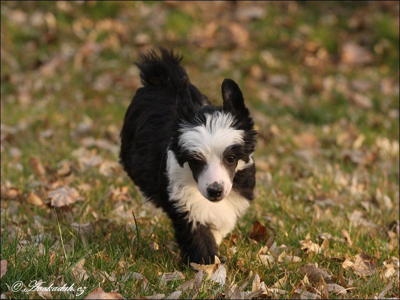 Xillary Niu Avokaduh