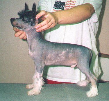 Kiikunkaakun Arcanine