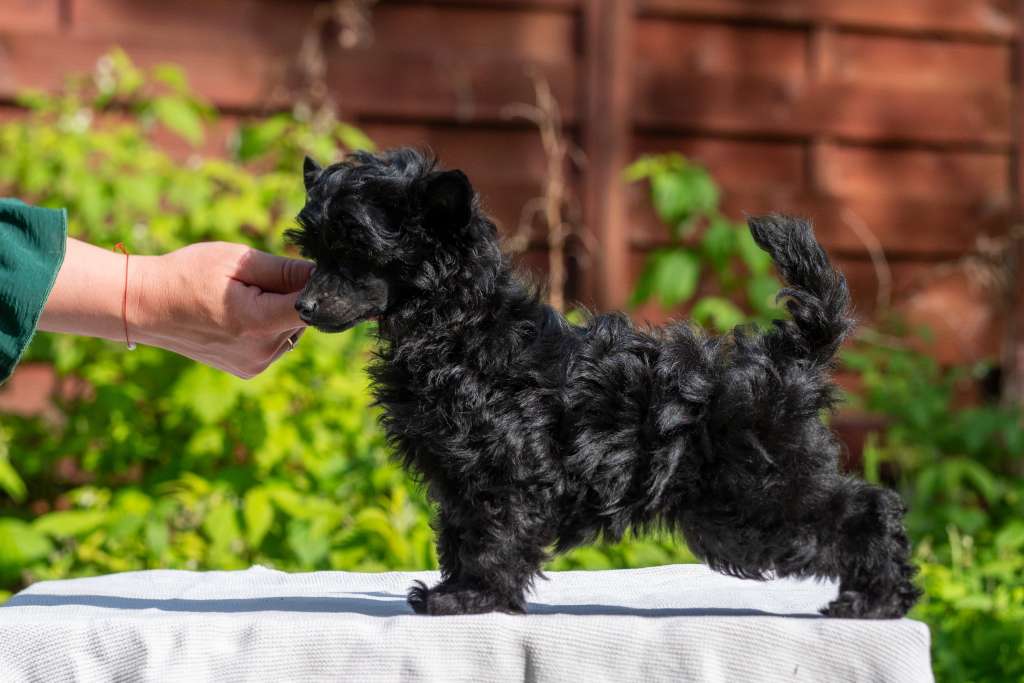 Metaxa High Tide Shadow on the Waves Modern Family