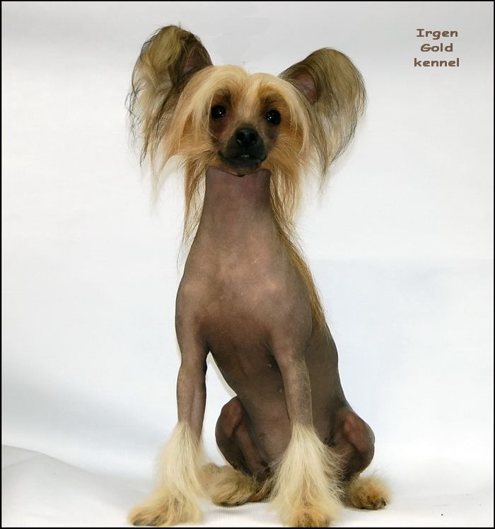 Irgen Gold Chunga-Changa