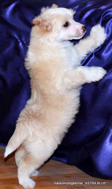 Markovicdog Astra Blue Ares