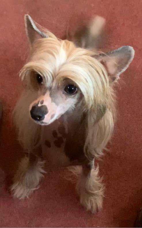 Crazy Cresteds Harika Mirai