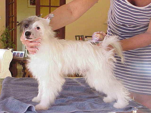 Always Friendly of Roxy's Pride