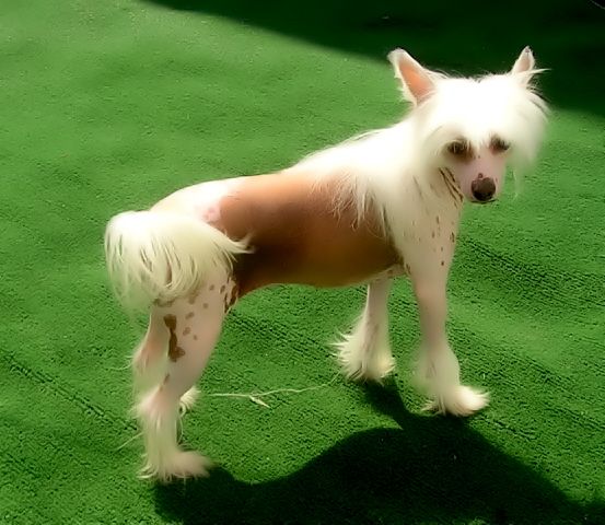 Topshelf Peachesncreme Is My Dream