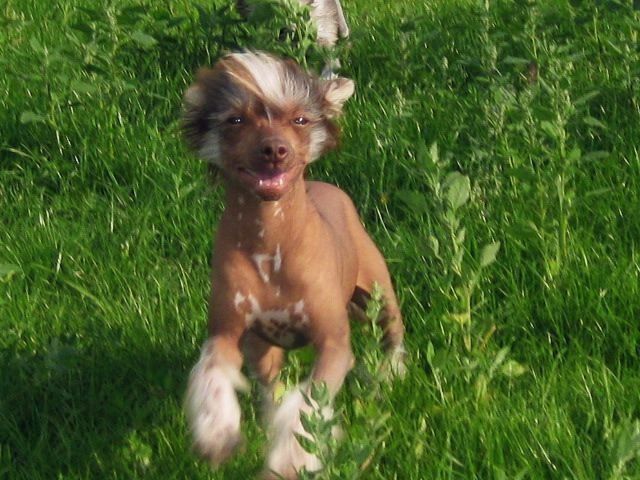 Be My Dog's Polly Holly Doodle