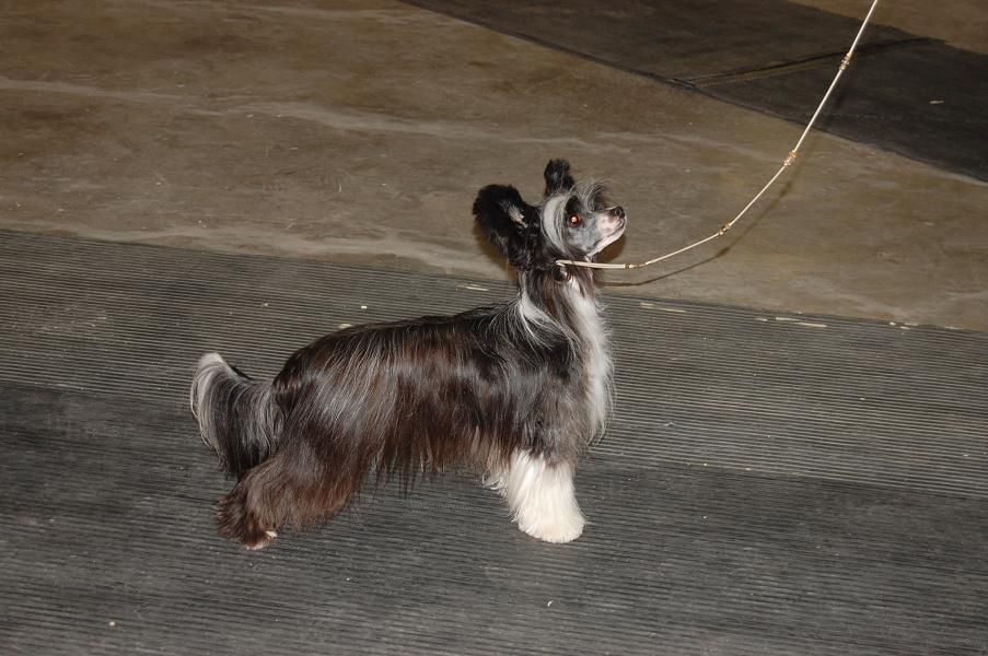 Crestyle Love In A Puff