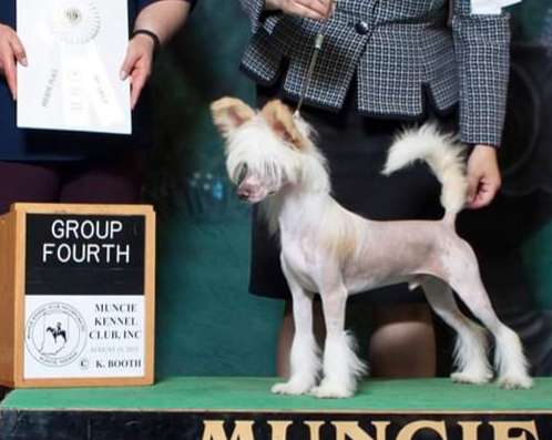 Edelweiss Too Sexy for my Shirt