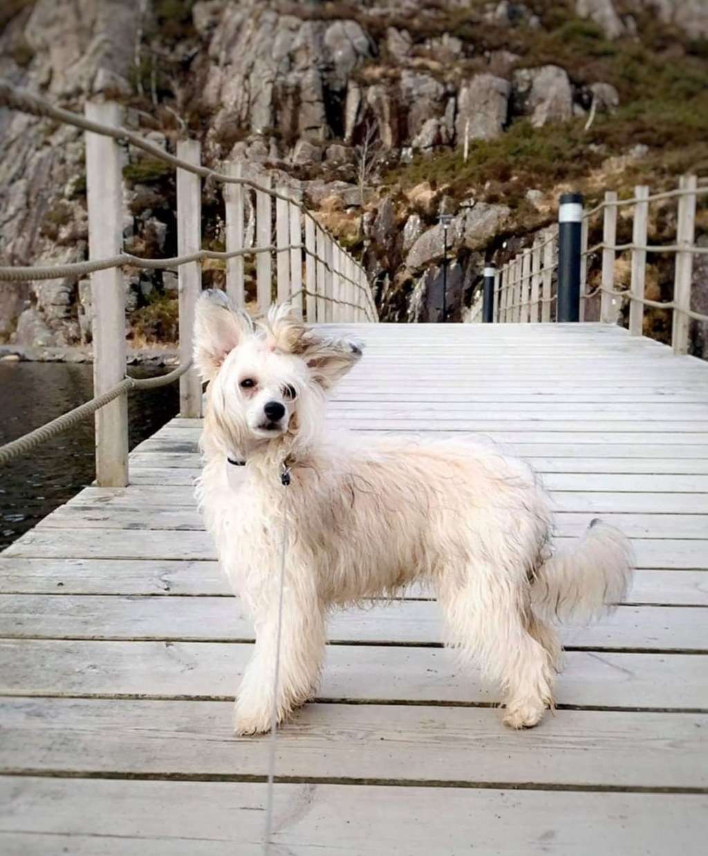 Crested Vixen's Sleeping Beauty