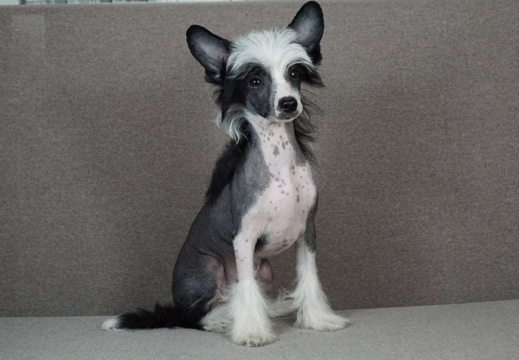 Maja Planet Of Dream