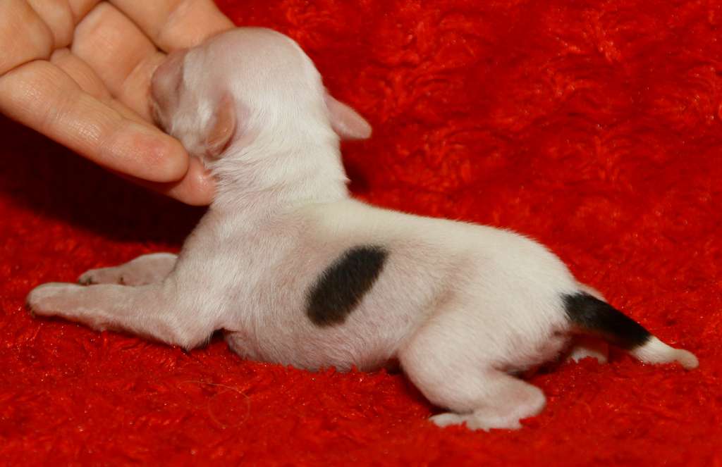 Premier Mari Olimpia