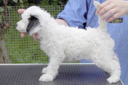 Zholesk Zhelannaja Tamerlan Beshtau